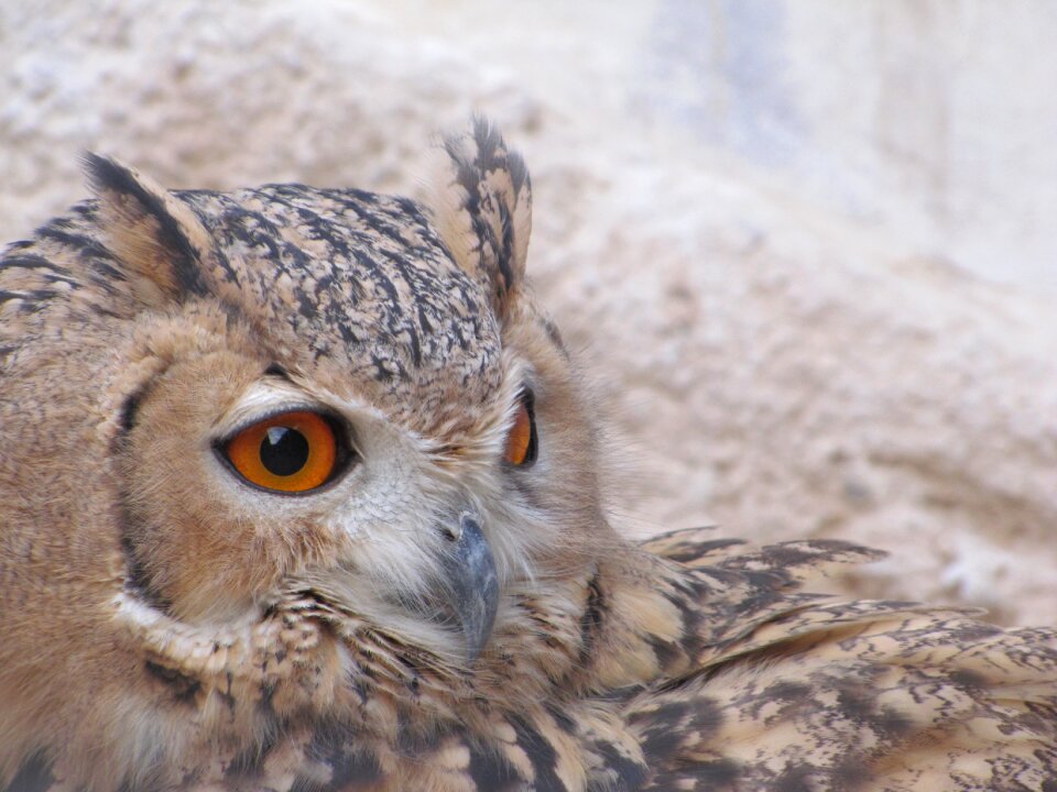 Birds of prey wisdom wise