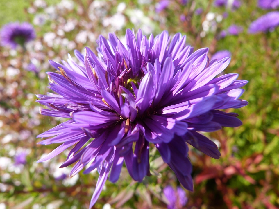 Plant natural blossom