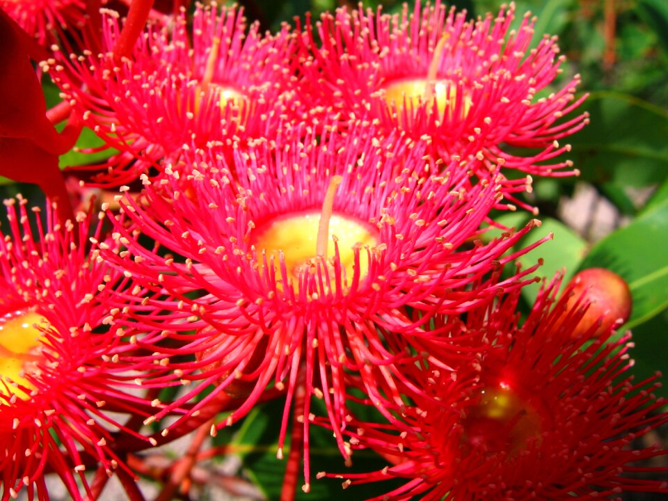 Eucalyptus flower red