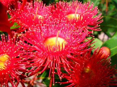Eucalyptus flower red photo