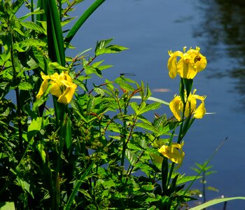 Flowers yellow mood photo