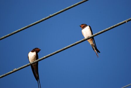 Air blue cable