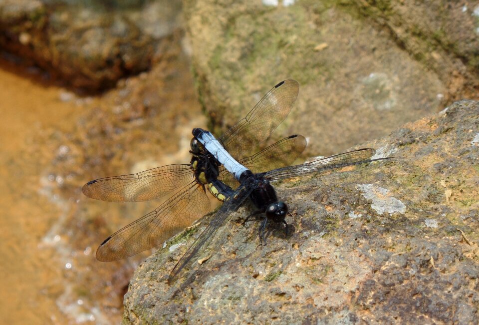 Quentin chong dragonfly mating