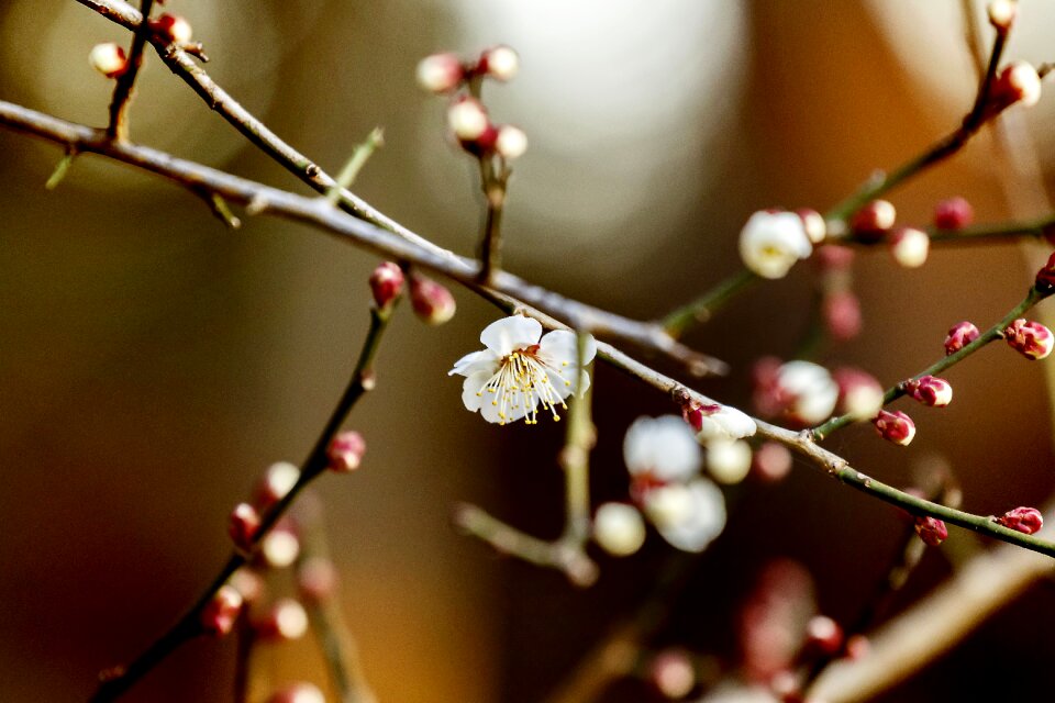 Spring white flowers white plum blossoms