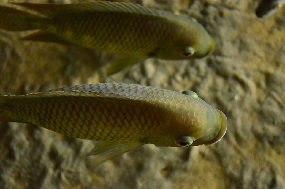 Cichlid fish auqarium