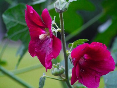 Red flowers bud