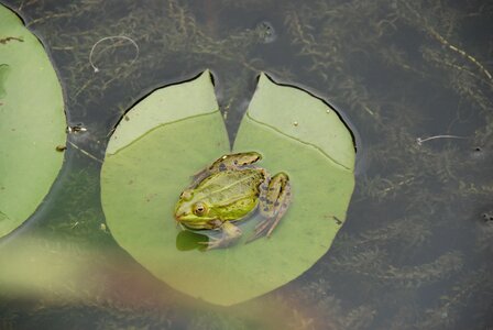Sheet frog green