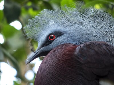 Red crest fauna photo