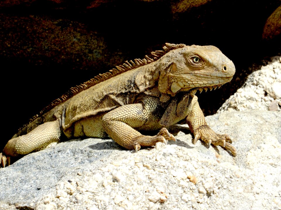 Scale lizard head