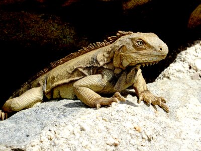 Scale lizard head photo