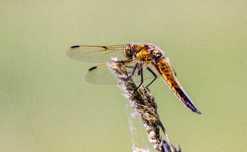 Natural summer predators