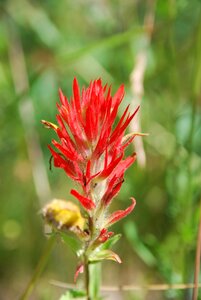Flower red indian paintbrush