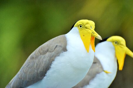 Exotic bird yellow-headed bird zoo photo