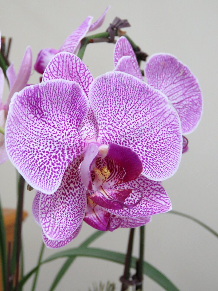 Flower blossom violet