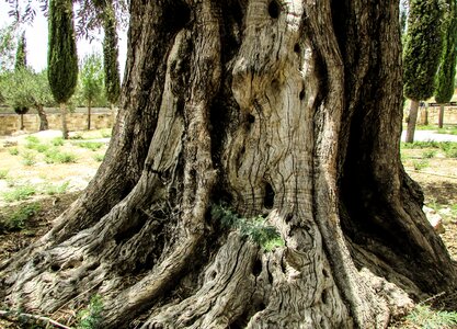 Old nature environment