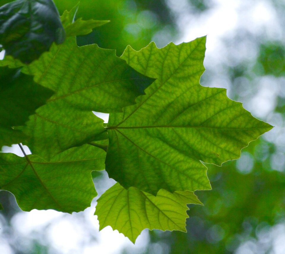 Kaede aceraceae acer spp