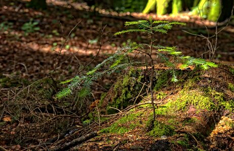 Nature spring green photo