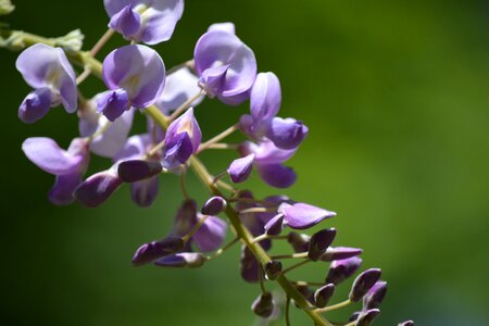 Garden gardening vine