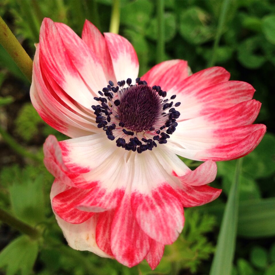 Pink petals