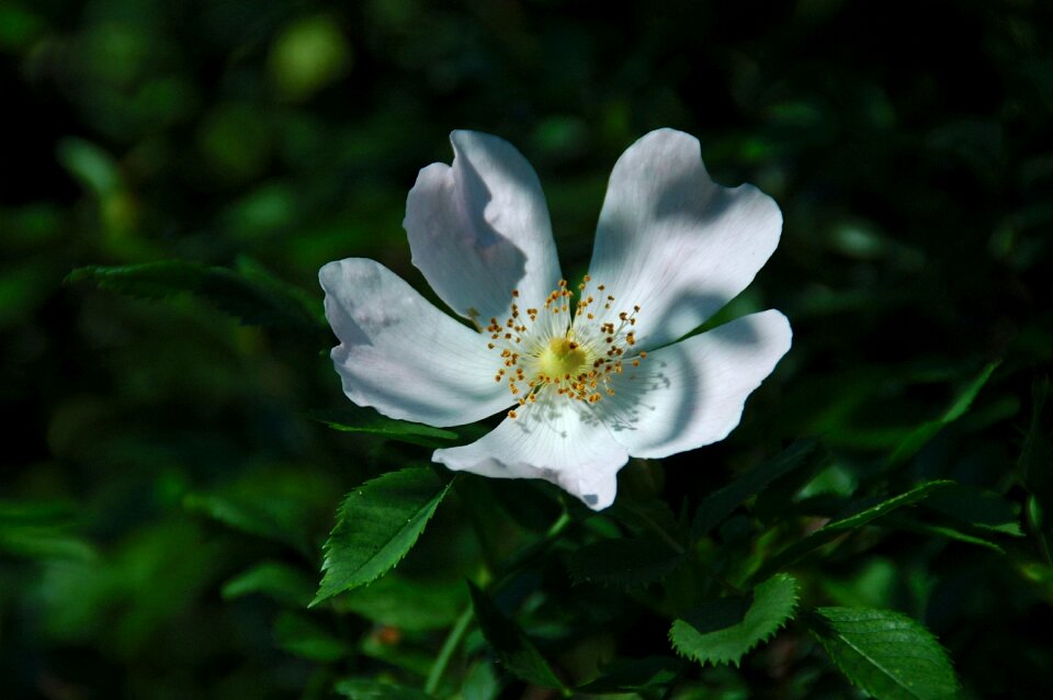 Rose hip beauty flora