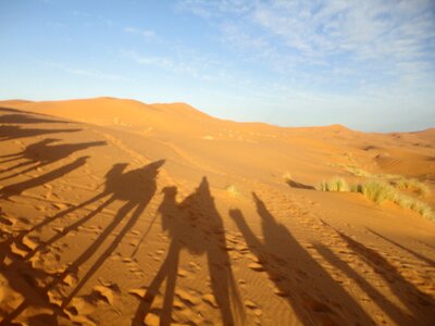 Sand shadow dromedary photo