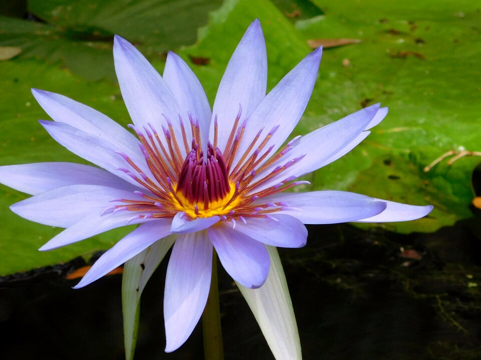 Plant nature wild