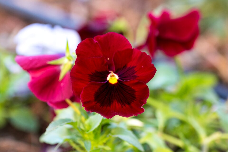 Flower colors nature