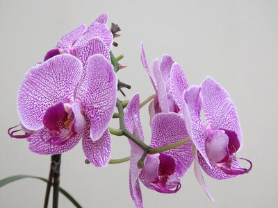 Flower blossom violet