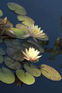 Water plant tranquility water garden