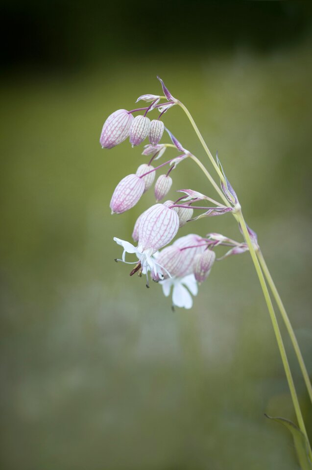 Plant pointed flower nature photo