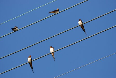 Air blue cable