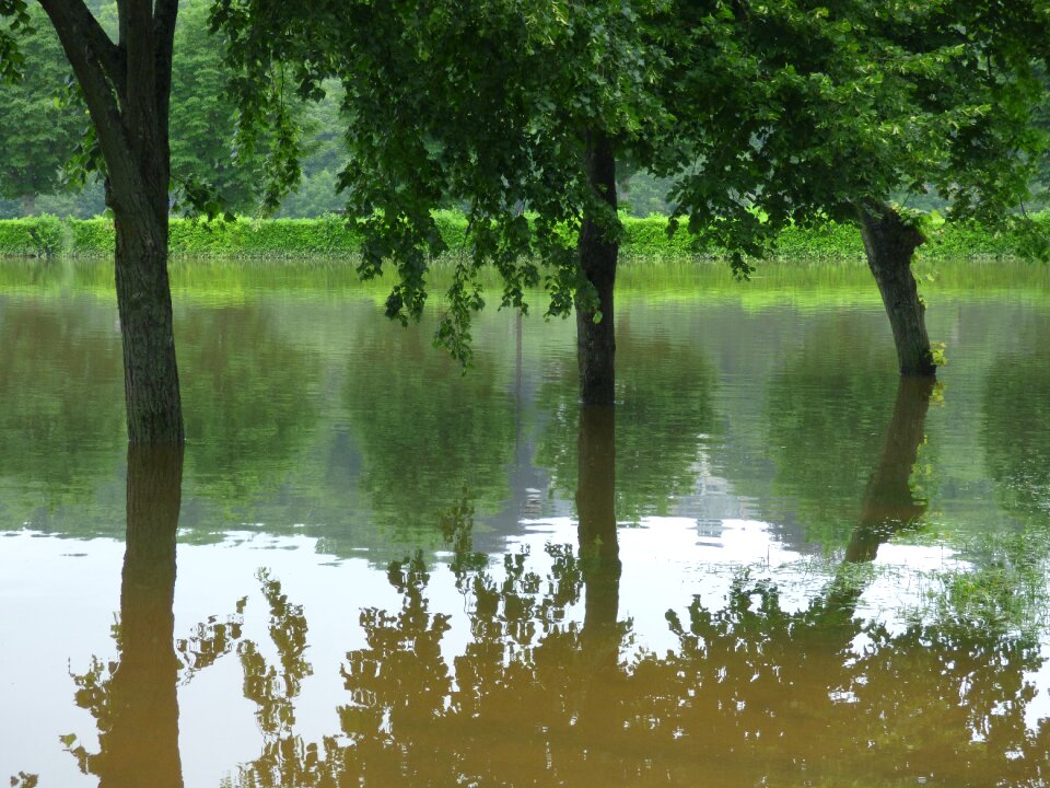 Floods trees reflections