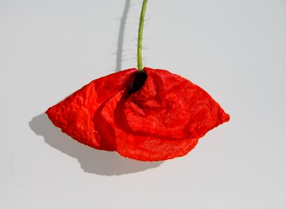 Art flower nature