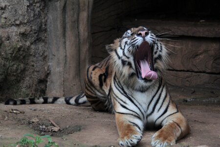 Sumatran tigris wildlife