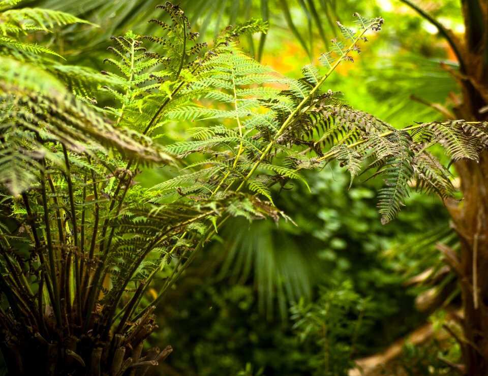Fern plant leaf fern