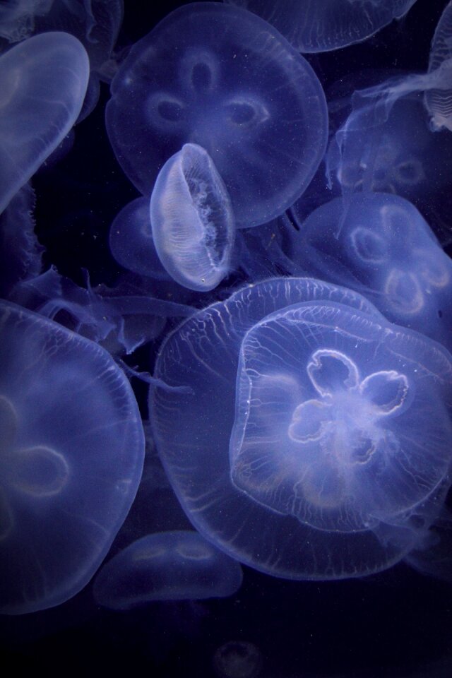 Underwater sea animal meeresbewohner