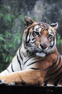 Sumatran tigris wildlife photo