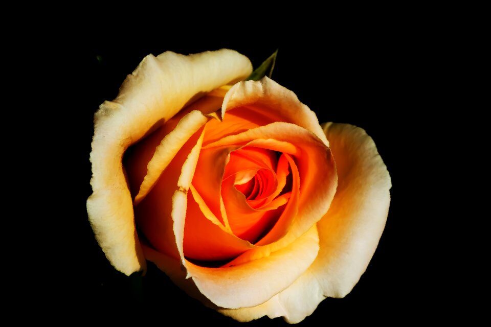 Bloom white roses nature