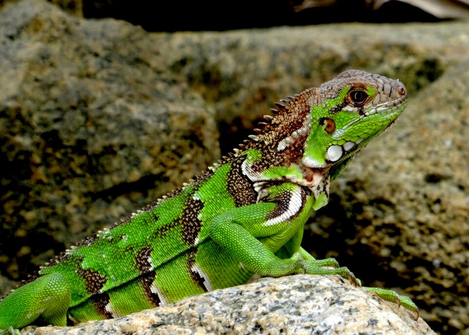 Lizard reptile animal photo