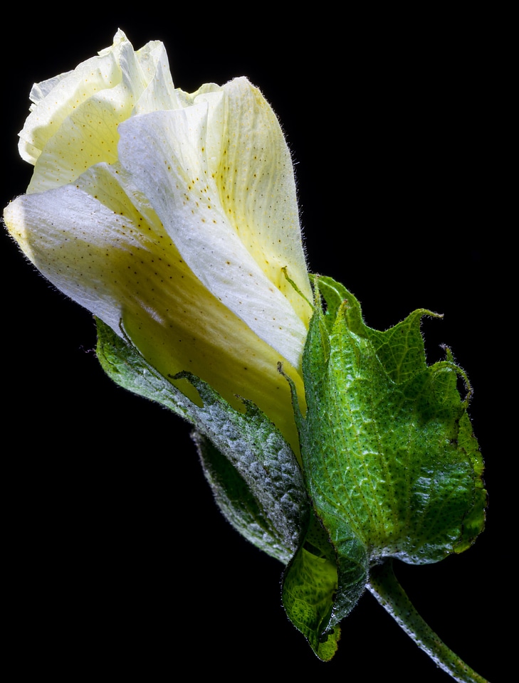 Bloom flower white