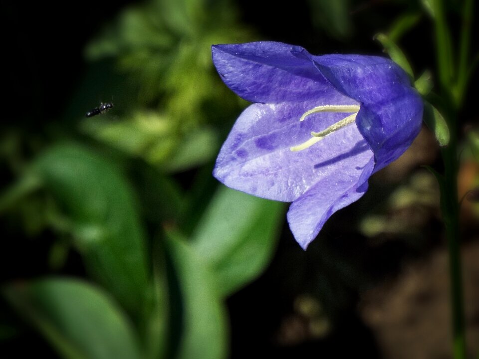 Bell insect garden