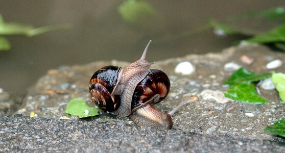 Water wet shell