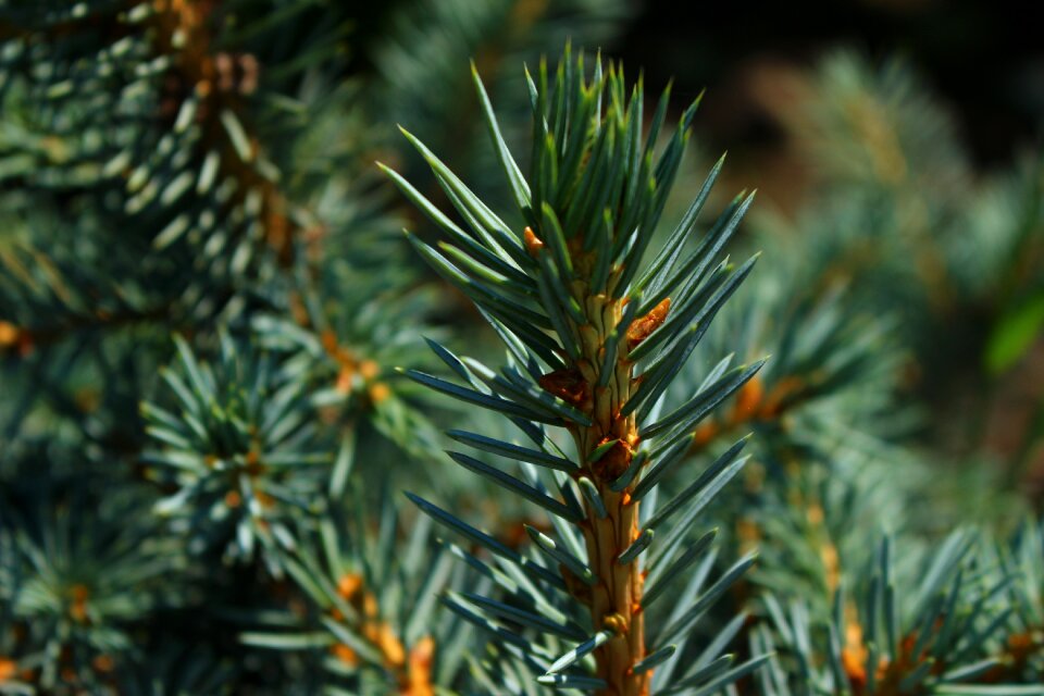Conifer heat branch