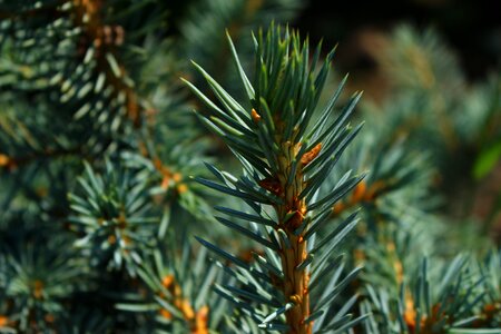 Conifer heat branch