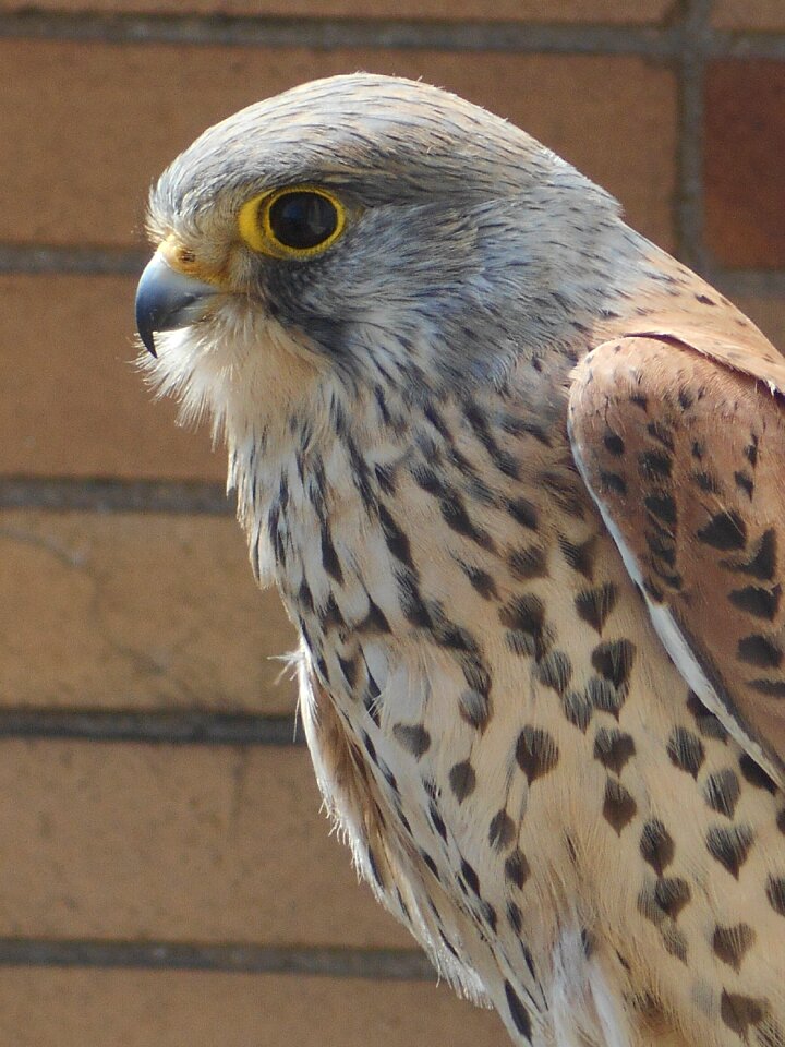 Kestrel bird portrait