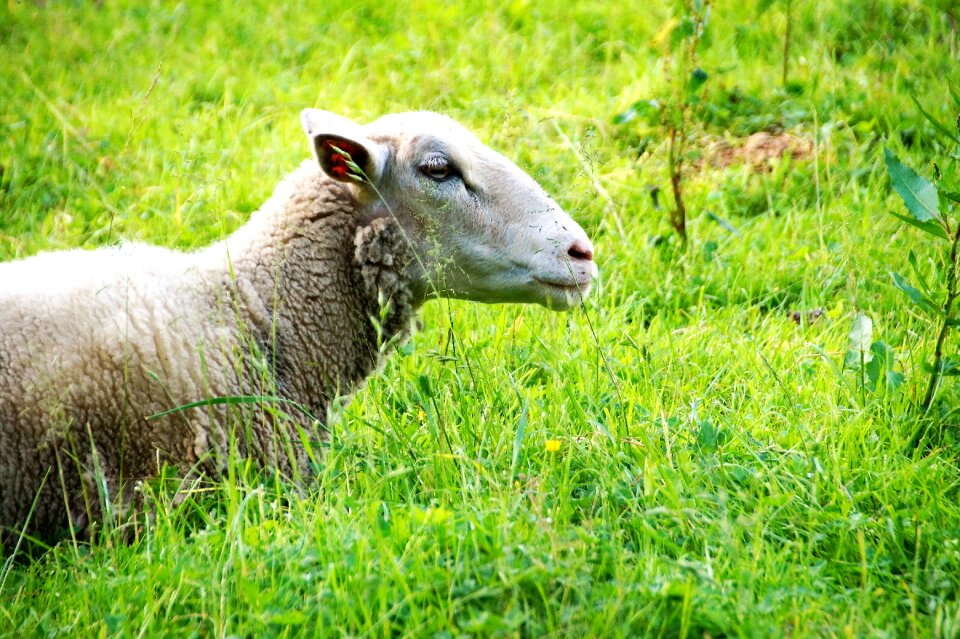 Economic wave pasture
