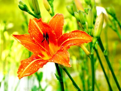 Plant tiger lily large flower with six petals photo