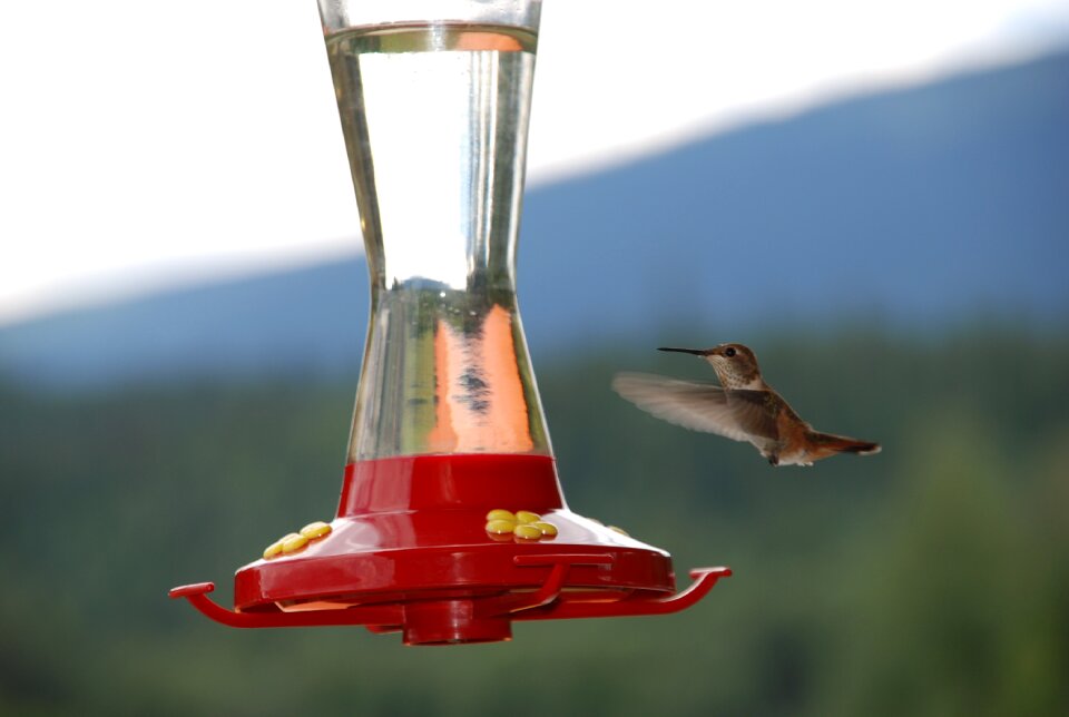 Hummingbird food sweet