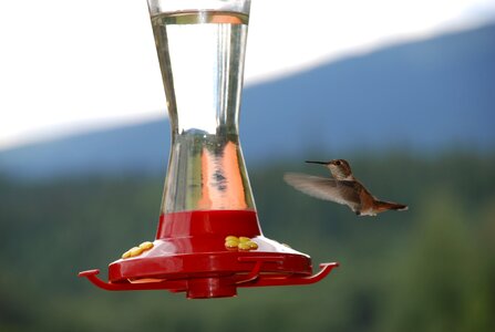 Hummingbird food sweet