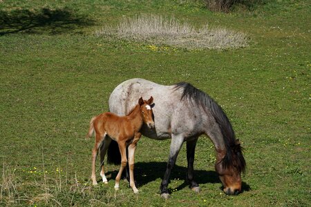 Mare and foal pasture mare with foal photo